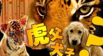 虎父有犬子,揭秘名门望族的传承与挑战